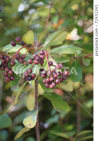 Rhaphiolepis fruit Rhaphiolepis fruit 72431341
