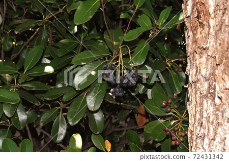 Rhaphiolepis fruit Rhaphiolepis fruit 72431342