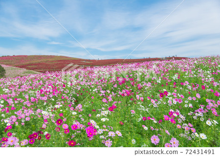 [Kokia and Cosmos overlooking Miharashinooka] 72431491