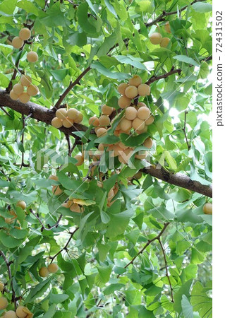 Ginkgo noodles 72431502