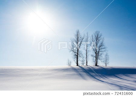 站在一個陽光明媚的小山上的冬季格羅夫 站在一個陽光明媚的小山上的冬季格羅夫 72431600
