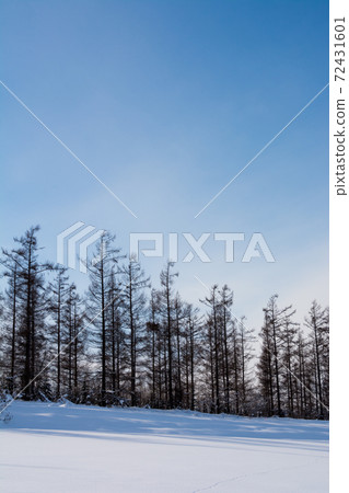 Winter blue sky and larch forest 72431601