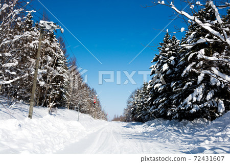 Snowy road and blue sky through thickets Snowy road and blue sky through thickets 72431607