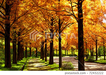 Yellow leaves of Metasequoia trees in Kanazawa Yellow leaves of Metasequoia trees in Kanazawa 72432222