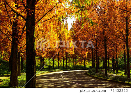 Yellow leaves of Metasequoia trees in Kanazawa 72432223