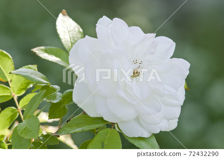 White roses are in bloom in the rose garden. The name of this rose is Iceberg (Schnewigen). 72432290