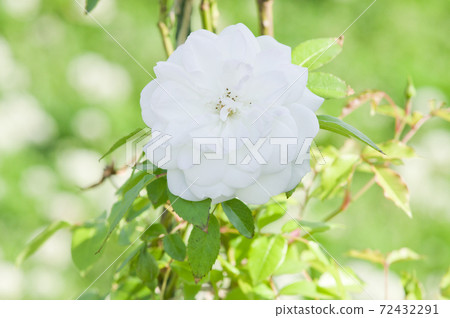 White roses are in bloom in the rose garden. The name of this rose is Iceberg (Schnewigen). 72432291