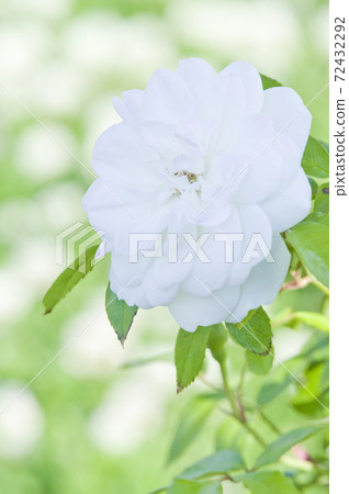 White roses are in bloom in the rose garden. The name of this rose is Iceberg (Schnewigen). 72432292