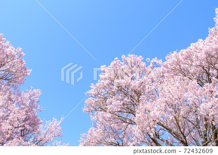 盛開的櫻花和蔚藍的天空(長野縣大O城堡遺跡公園) 盛開的櫻花和蔚藍的天空(長野縣大O城堡遺跡公園) 72432609