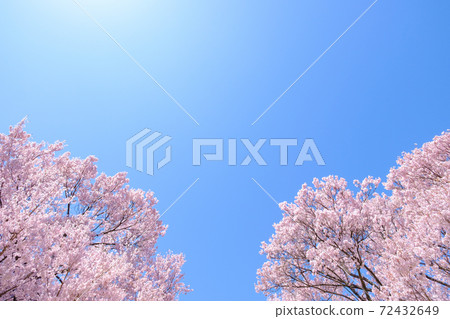 Cherry blossoms in full bloom and blue sky (at Okusajoshi Park, Nagano Prefecture) 72432649
