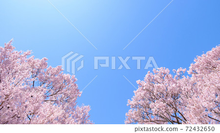 盛開的櫻花和蔚藍的天空（長野縣大O城堡遺跡公園） 72432650