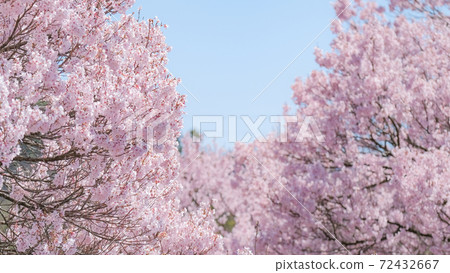 Cherry blossoms in full bloom (at Okusajoshi Park, Nagano Prefecture) Cherry blossoms in full bloom (at Okusajoshi Park, Nagano Prefecture) 72432667