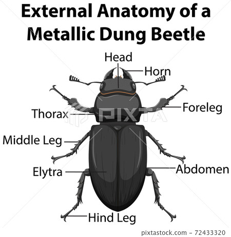 External Anatomy of a Metallic Dung Beetle on white background 72433320