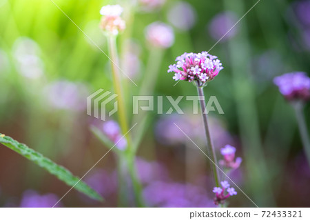 The background image of the colorful flowers 72433321