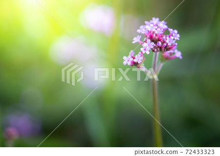 The background image of the colorful flowers The background image of the colorful flowers 72433323
