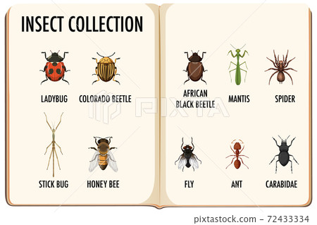 Set of insect collection in the book Set of insect collection in the book 72433334