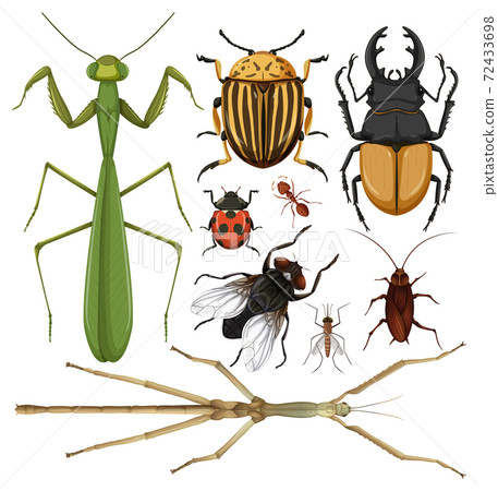 Set of different insects on white background - 스톡일러스트 [72433698] - PIXTA