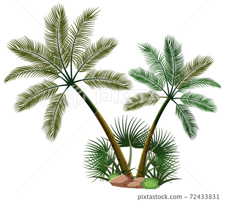Two palm trees with nature elements on white background Two palm trees with nature elements on white background 72433831
