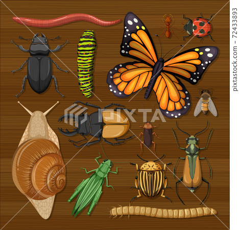 Set of different insects on wooden wallpaper background Set of different insects on wooden wallpaper background 72433893