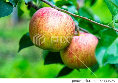 蘋果在樹上 蘋果在樹上 72433929