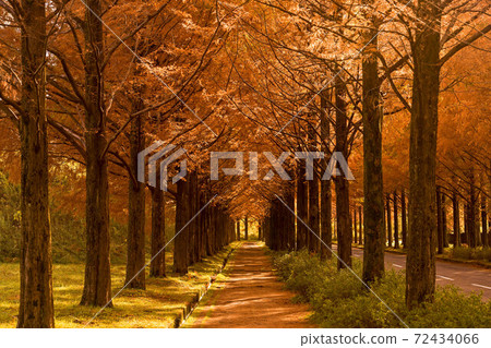 Yellow leaves of Metasequoia trees in Kanazawa Yellow leaves of Metasequoia trees in Kanazawa 72434066