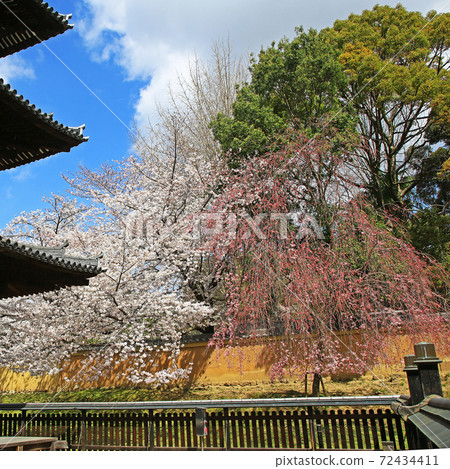 Sakura Nara Park 72434411