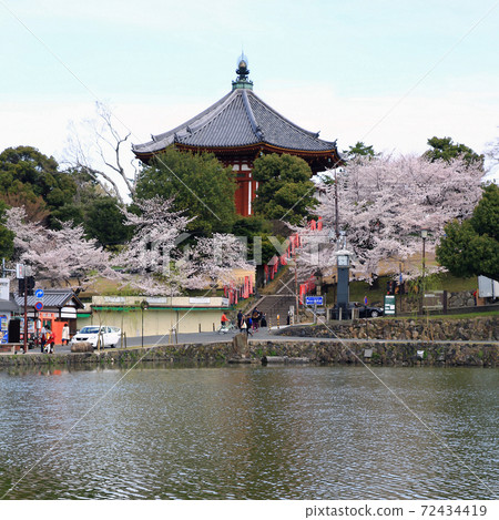 櫻奈良公園 72434419