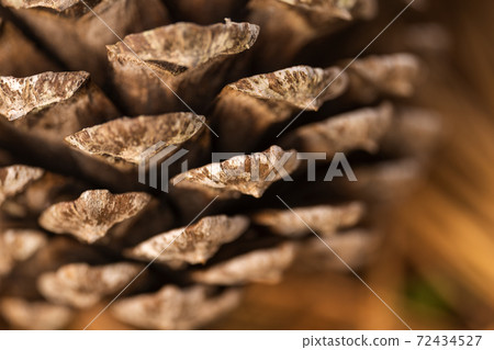 Pinecone Pinecone 72434527
