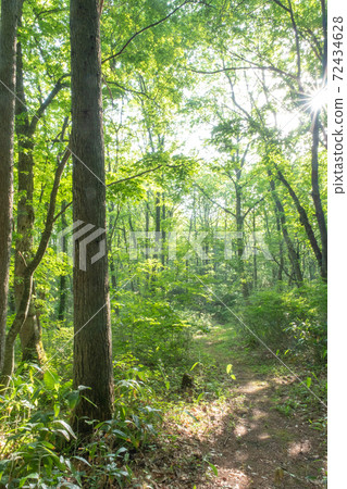 Fresh green forest and road sunlight through the trees (Onhara Kogen) 72434628