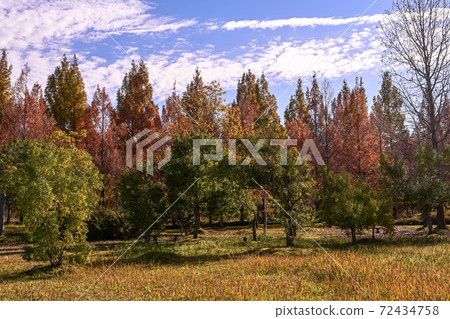 Yellow leaves of Metasequoia trees in Kanazawa 72434758