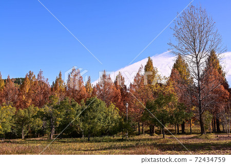 Yellow leaves of Metasequoia trees in Kanazawa 72434759