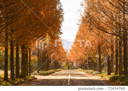 Yellow leaves of Metasequoia trees in Kanazawa 72434760
