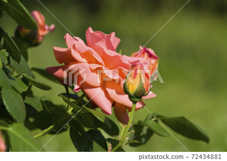 Pink roses are in bloom in the rose garden. The name of this rose is looping. 72434881