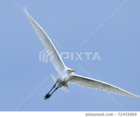 Great egret flying gracefully against the blue sky 72435069