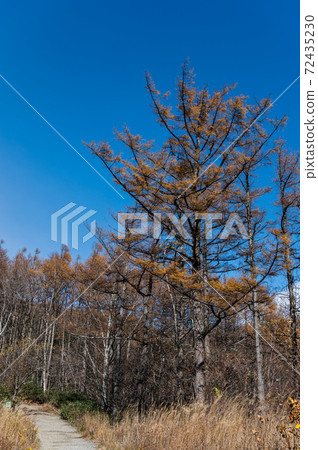 Forest road in late autumn, Fukushima Prefecture 72435230