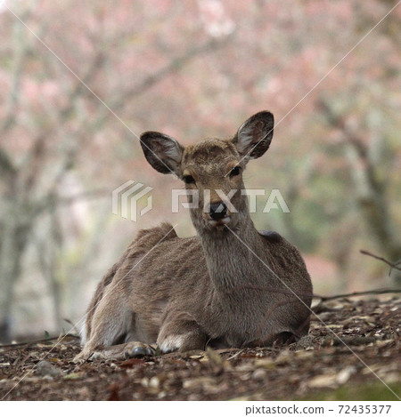 東大寺附近的櫻奈良公園 東大寺附近的櫻奈良公園 72435377