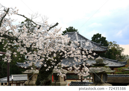 東大寺附近的櫻奈良公園 72435386