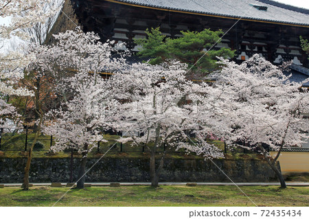 東大寺附近的櫻奈良公園 72435434