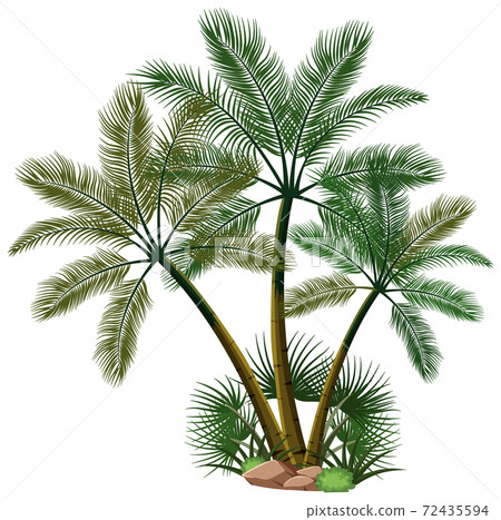 Three palm trees with nature elements on white background 72435594