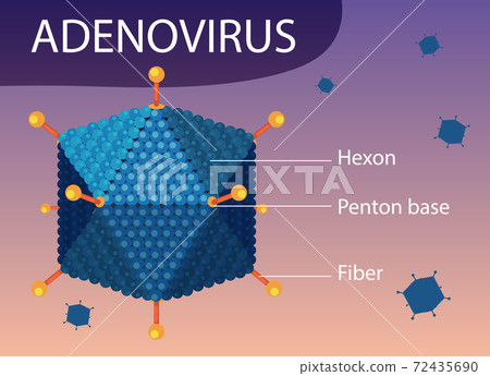 Adenovirus structure diagram on virus icon background Adenovirus structure diagram on virus icon background 72435690