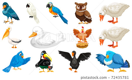 Set of diffrent birds cartoon style isolated on white background Set of diffrent birds cartoon style isolated on white background 72435781