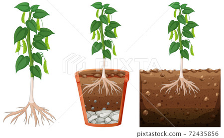 Set of peapod plant Set of peapod plant 72435856