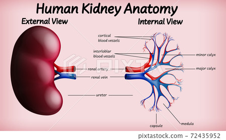 Medical human kidney anatomy 72435952