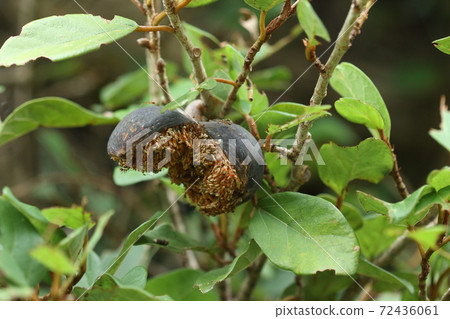Natural plant Climbing fig, fruit sac of ripe and cracked female strain. I want a lot of small ants 72436061