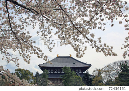 Sakura Nara Park near Todaiji Temple Sakura Nara Park near Todaiji Temple 72436161