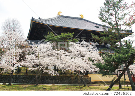 Sakura Nara Park near Todaiji Temple Sakura Nara Park near Todaiji Temple 72436162