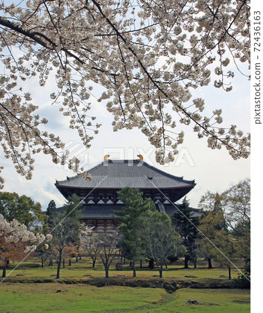 Sakura Nara Park near Todaiji Temple Sakura Nara Park near Todaiji Temple 72436163