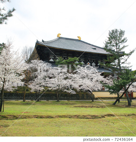 Sakura Nara Park near Todaiji Temple Sakura Nara Park near Todaiji Temple 72436164