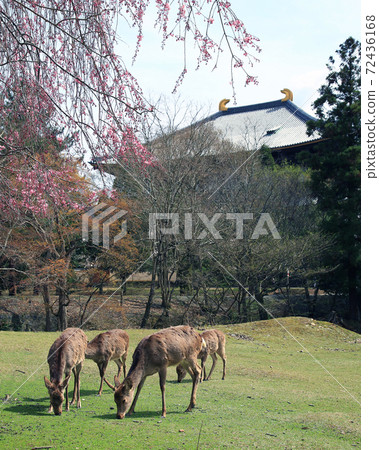 Sakura Nara Park near Todaiji Temple 72436168
