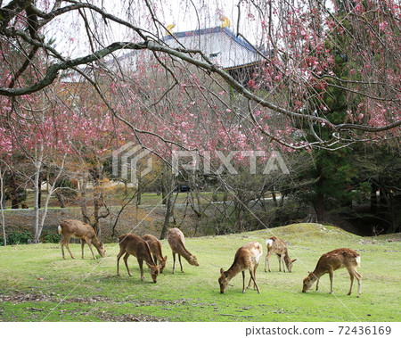 Sakura Nara Park near Todaiji Temple 72436169